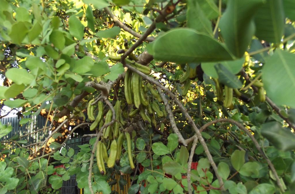 אלגוז Vila Da Mesa מראה חיצוני תמונה